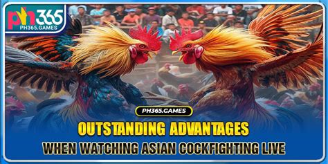 asiancockfightinglive